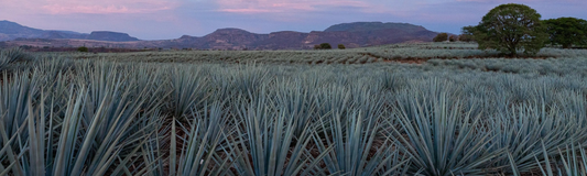 Feria Internacional del Mezcal de Oaxaca